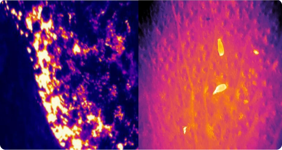 Thermal Sensor Based Services for Forestry